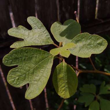 Sassafras albidum syn. Sassafras officinale syn.  Sassafras variifolium