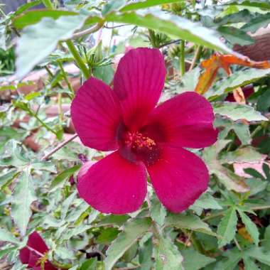 Hibiscus cannabinus