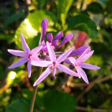 Tulbaghia violacea