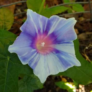 Ipomoea nil 'Kikyo Snowflakes'