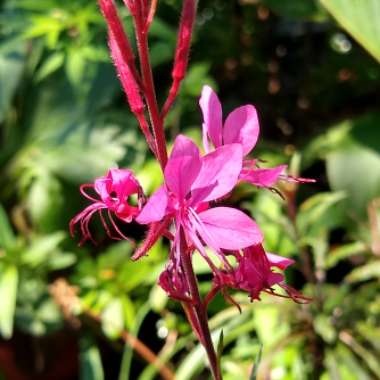 Oenothera lindheimeri 'Passionate Pink' syn. Gaura lindheimeri 'Passionate Pink'