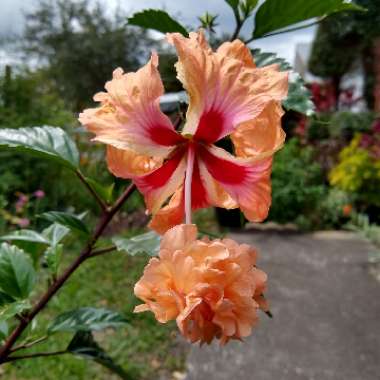 Hibiscus rosa-sinensis 'El Capitolio'