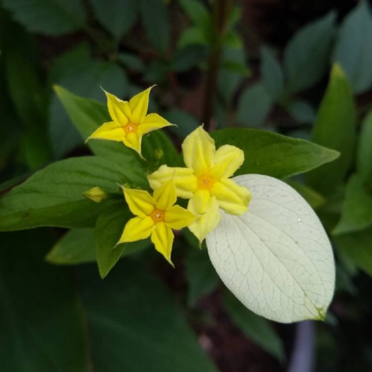 Plant image Mussaenda Glabra