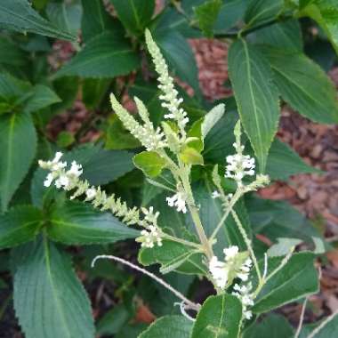 Aloysia Virgata