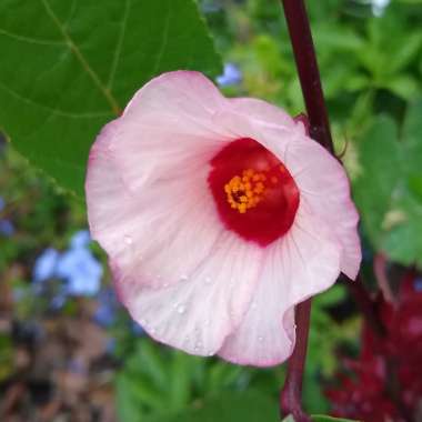 Hibiscus sabdariffa