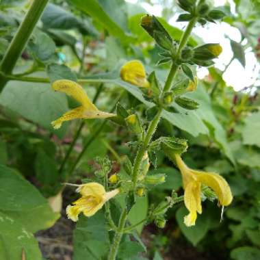 Salvia Glutinosa