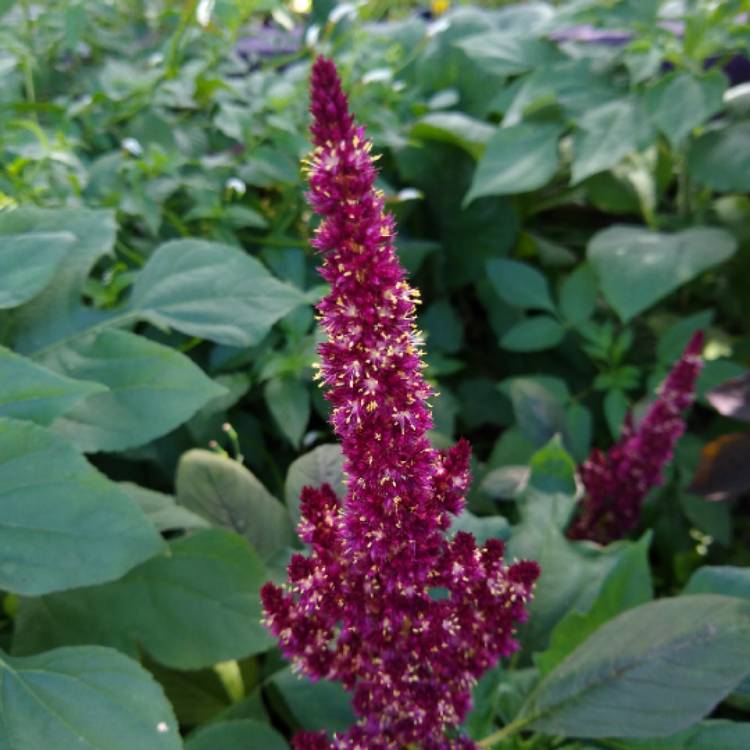 Plant image Amaranthus