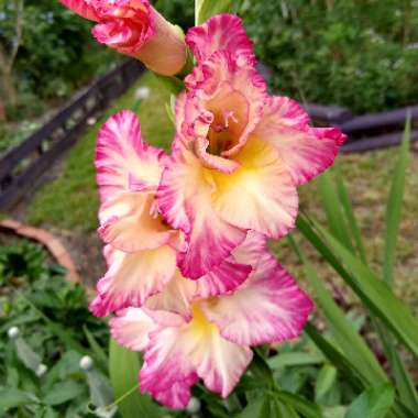 Gladiolus