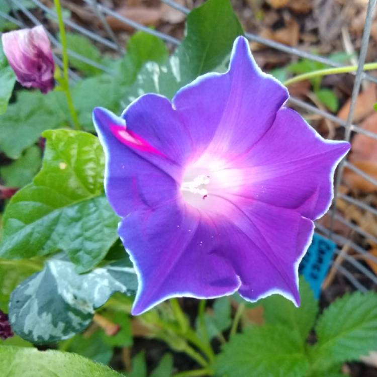 Plant image Ipomoea Nil 'Blue Picotee'