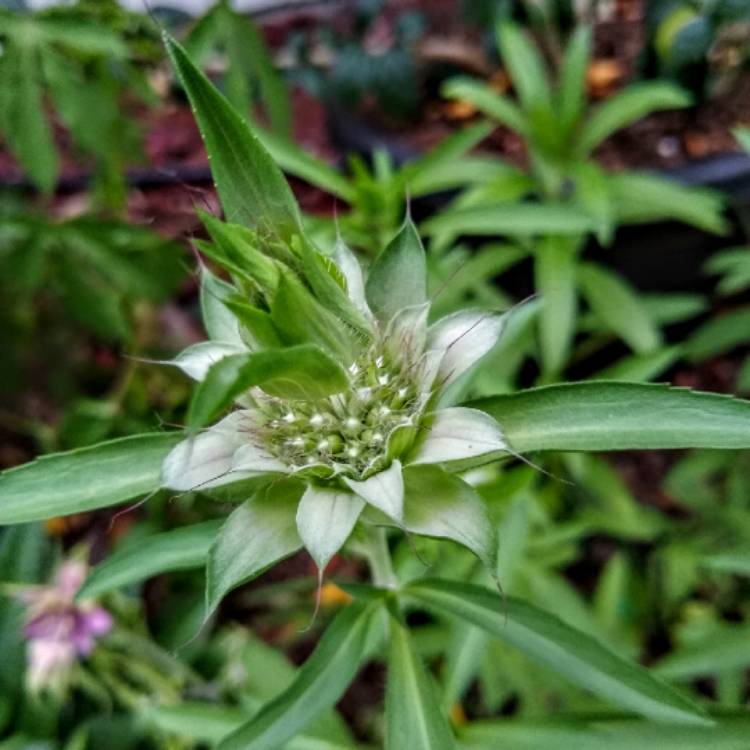 Plant image Monarda citriodora