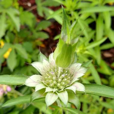 Monarda