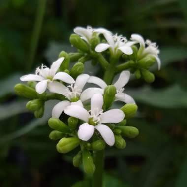 Cnidoscolus aconitifolius