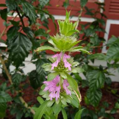 Monarda citriodora