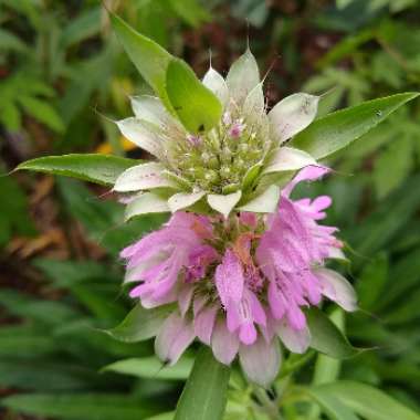 Monarda citriodora