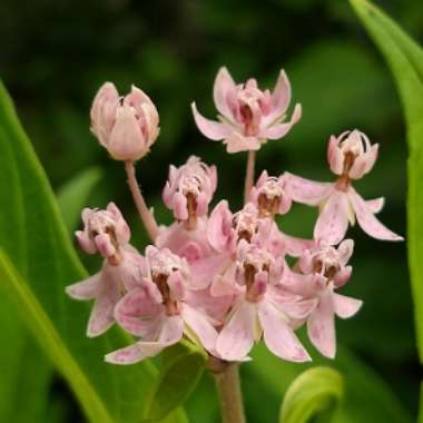 Asclepias incarnata 'Cinderella'