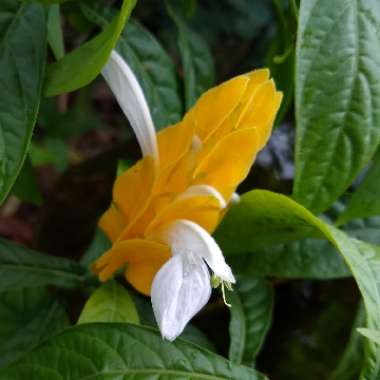 Pachystachys lutea