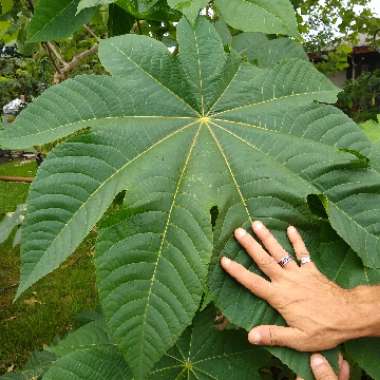 Ricinus communis