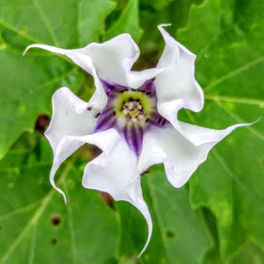 Datura Stramonium 'La Fleur Lilac'