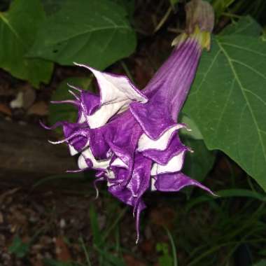 Datura metel 'Double Blackcurrant Swirl'