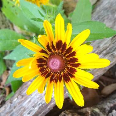 Rudbeckia hirta 'Denver Daisy'