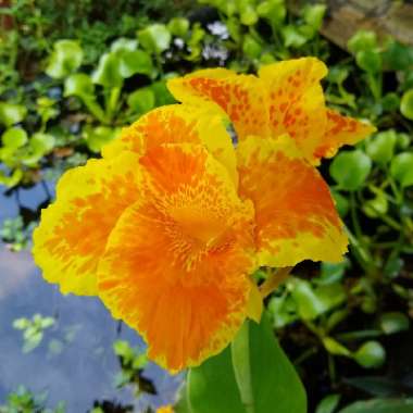 Canna 'Cleopatra' syn. Canna 'Yellow King Humbert', Canna 'Harlequin'