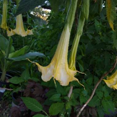 Brugmansia