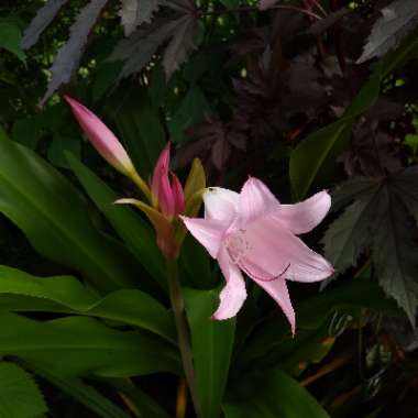 Crinum x powellii