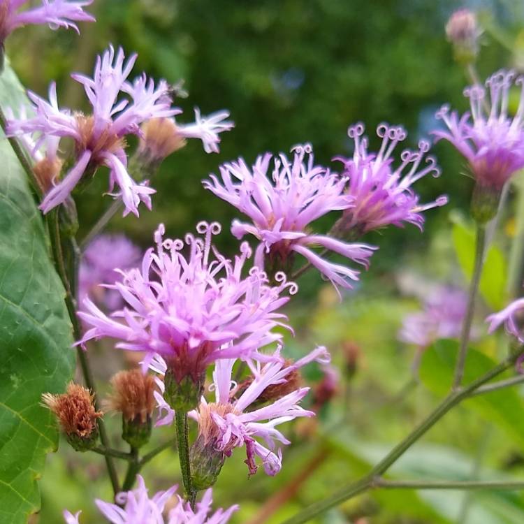 Plant image Vernonia lettermannii 'Iron Butterfly'