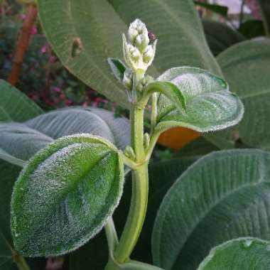 Tibouchina Heteromalla