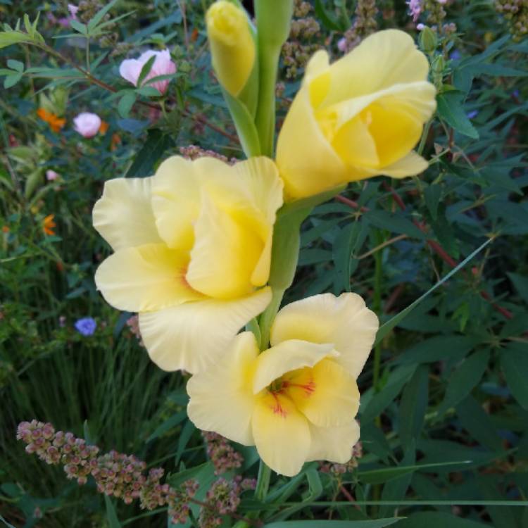 plant image 1341709