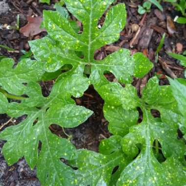 Citrullus lanatus 'Moon and Stars'