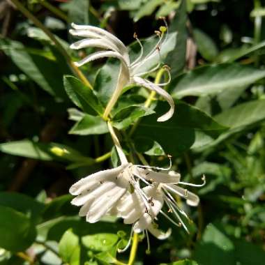 Lonicera