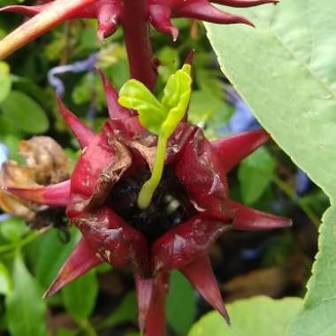 Hibiscus sabdariffa