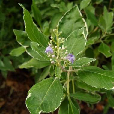 Vitex Trifolia Variegata