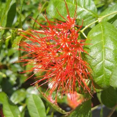 Combretum Constrictum