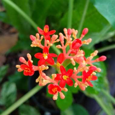 Jatropha Podagrica