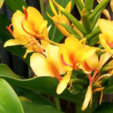 Hedychium