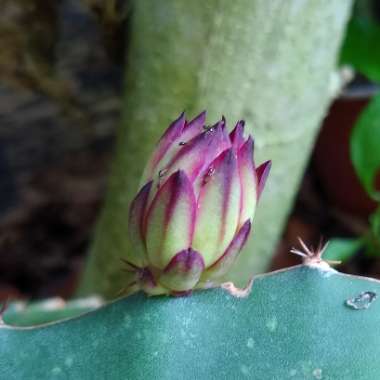 Hylocereus undatus