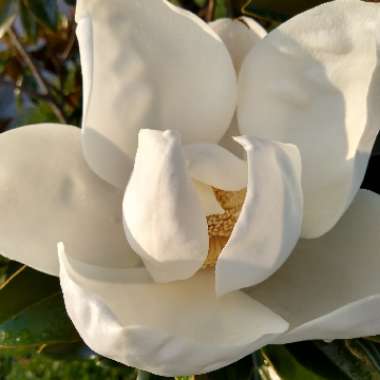 Magnolia