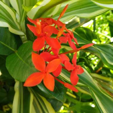 Ixora