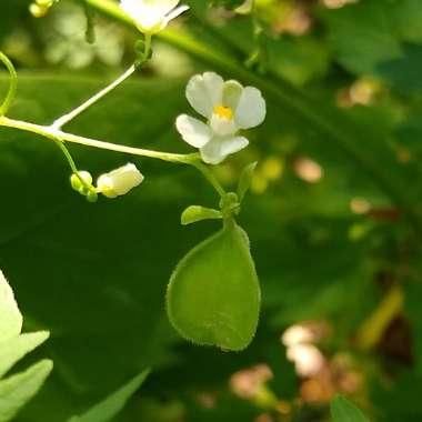 Cardiospermum Halicacabum