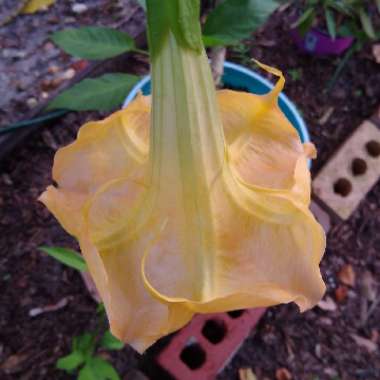 Brugmansia