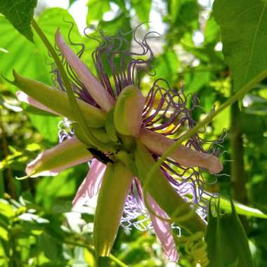 Passiflora Incarnata