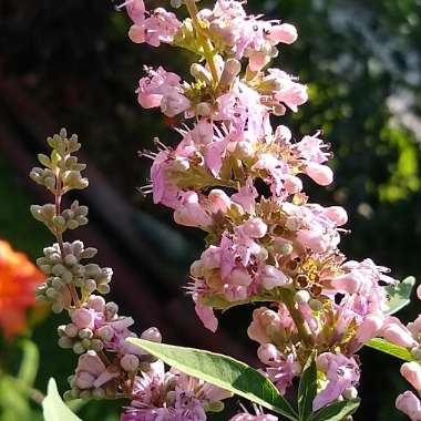 Vitex agnus-castus