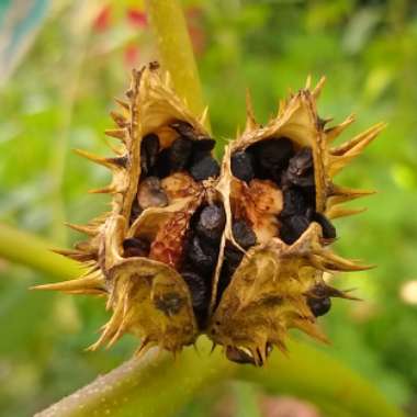 Datura Stramonium 'La Fleur Lilac'