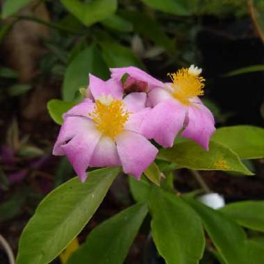 Pereskia grandiflora syn. Cactus grandifolius