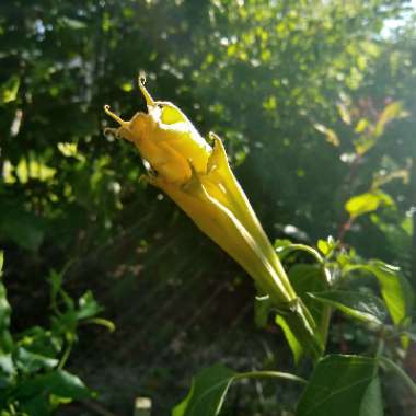 Datura