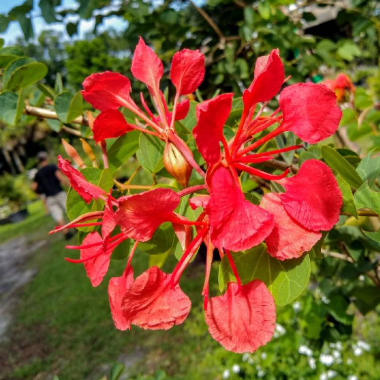 Plant image Bauhinia galpinii