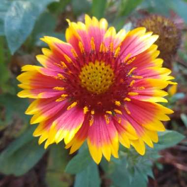 Gaillardia