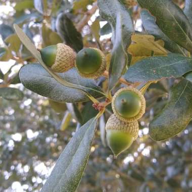 Quercus virginiana